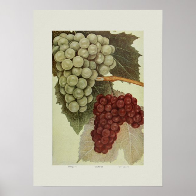 Póster Uvas (Frente)