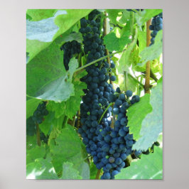 Póster Uvas azules