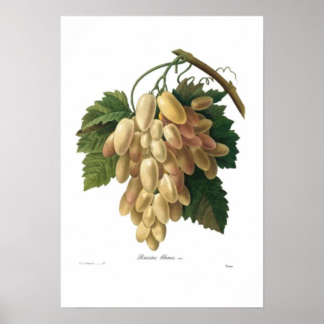 Póster Uvas blancas (Frente)