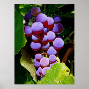 Póster Uvas de concordia de Idaho