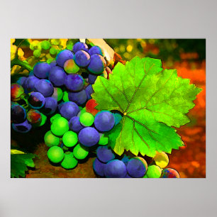 Póster Uvas de cosecha