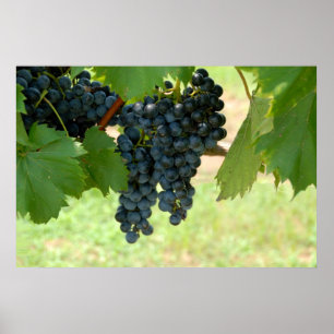 Póster uvas de viñedo