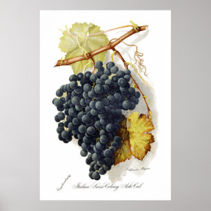 Póster Uvas de vino de CA del Mignon de Bosqui