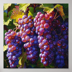 Póster Uvas de vino de California