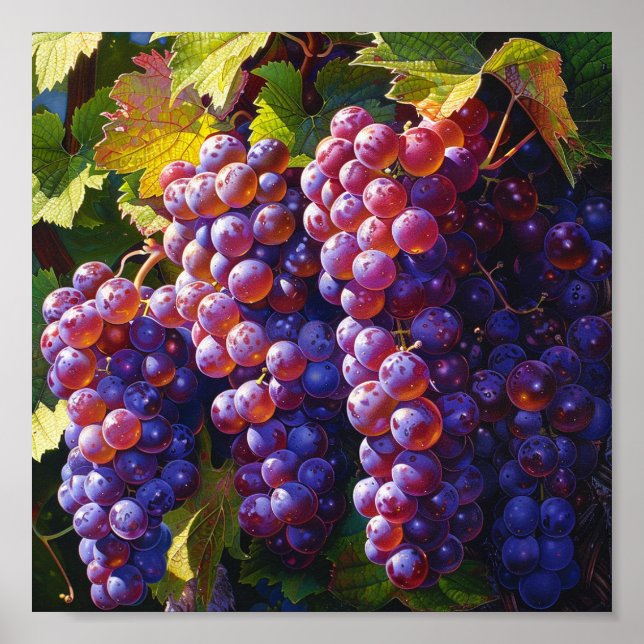 Póster Uvas de vino de California (Frente)