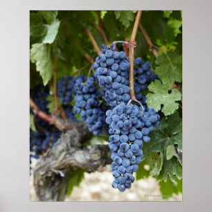 Póster Uvas de vino tinto en la vid