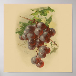 Póster Uvas de vintage