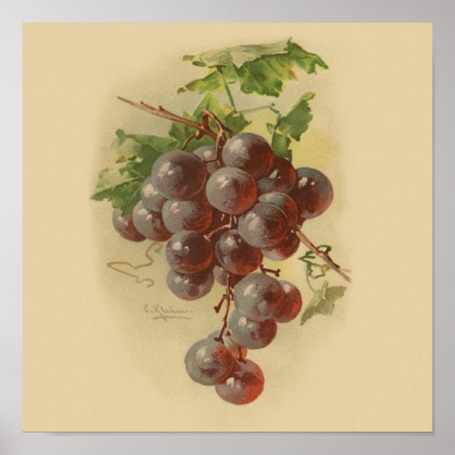 Póster Uvas de vintage (Frente)