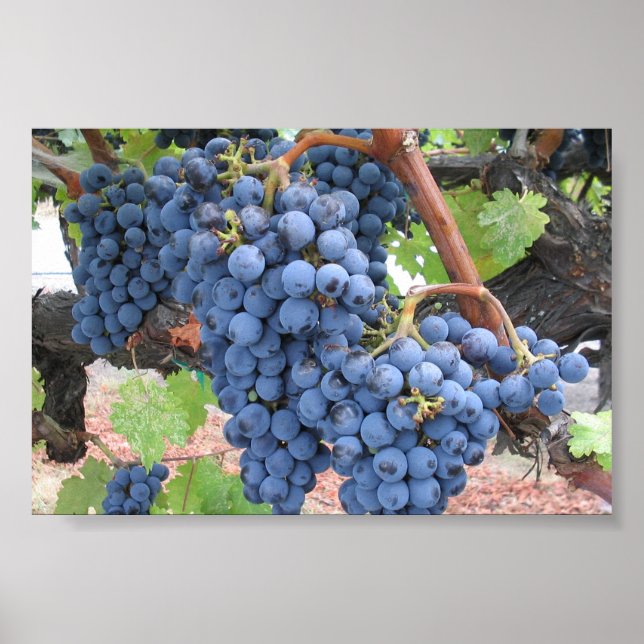 Póster Uvas del Valle de Napa (Frente)