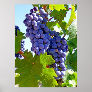 Póster Uvas del viñedo