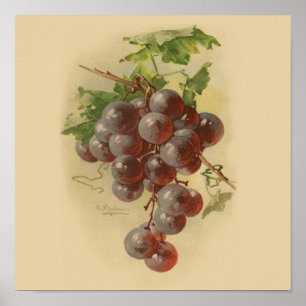 Póster Uvas del vintage