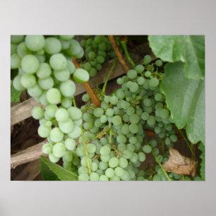 Póster Uvas en el vino