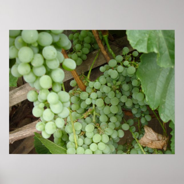 Póster Uvas en el vino (Frente)