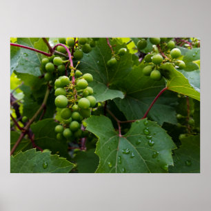 Póster uvas en la lluvia