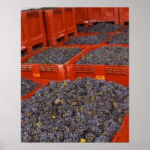 Póster Uvas Gamay recién llegadas de la cosecha en la
