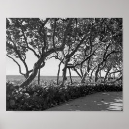 Póster Uvas marinas de fotografías en blanco y negro