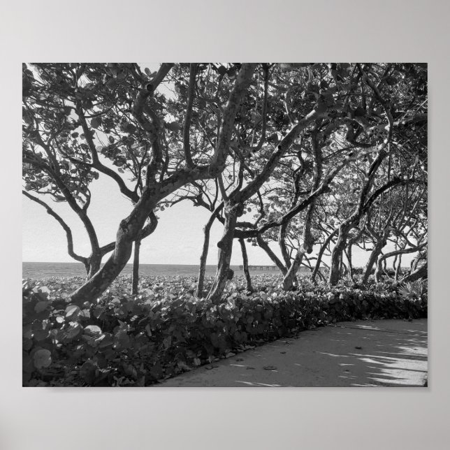Póster Uvas marinas de fotografías en blanco y negro (Frente)