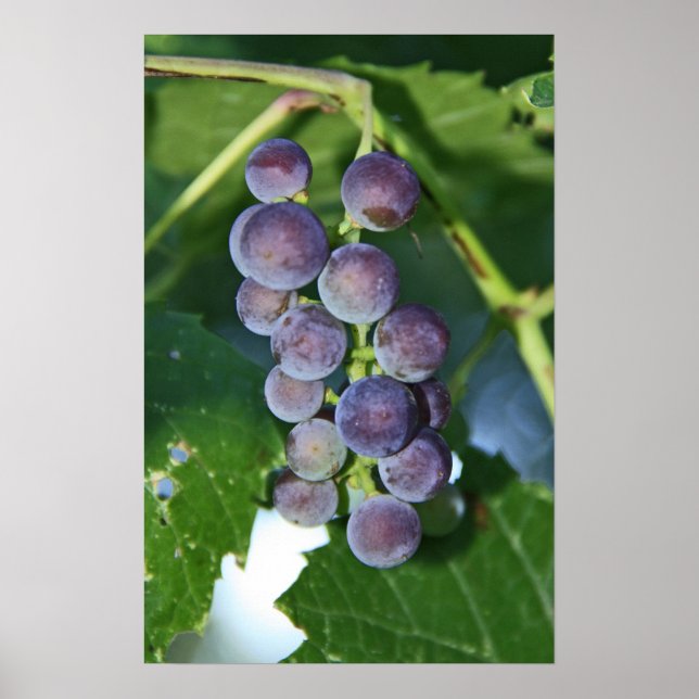 Póster Uvas moradas (Frente)