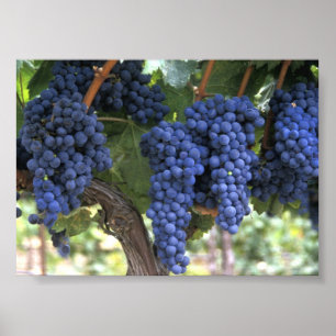 Póster Uvas preparadas para la cosecha