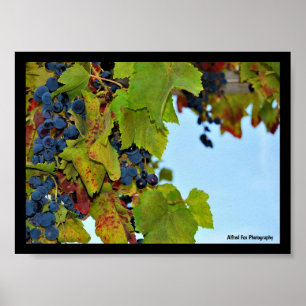 Póster Uvas Rojas Cielo Azul