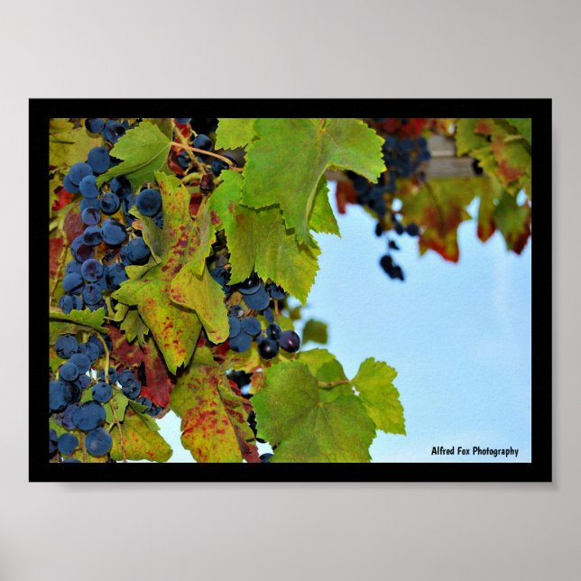 Póster Uvas Rojas Cielo Azul (Frente)