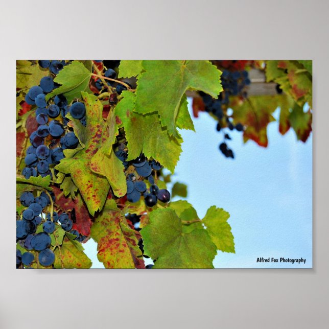 Póster Uvas Rojas Cielo Azul (Frente)