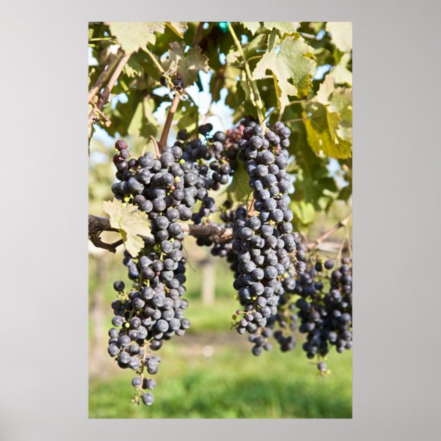 Póster Uvas rojas en el vino (Frente)