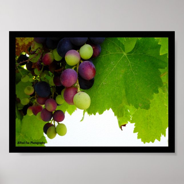 Póster Uvas Rojas en la Vid (Frente)