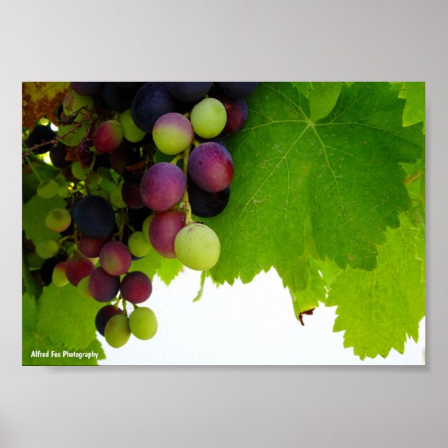 Póster Uvas Rojas en la Vid (Frente)