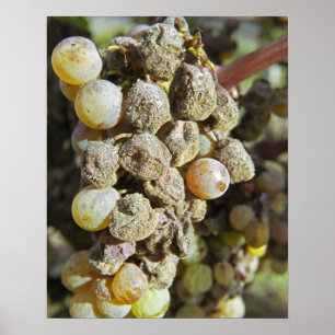 Póster Uvas Semillon con podredumbre noble en el momento 