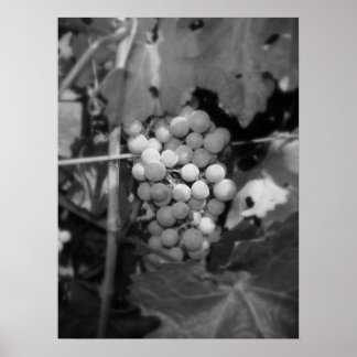 Póster Uvas sonomas
