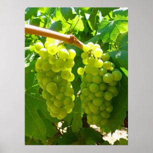 Póster Uvas verdes en el vino