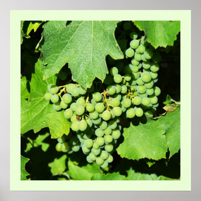 Póster Uvas verdes en la vid (Frente)