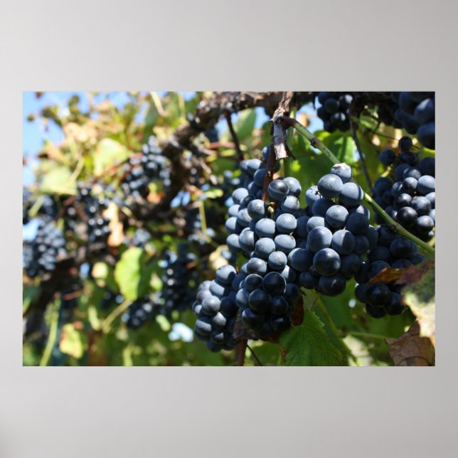 Póster Uvas Vineyard (Frente)