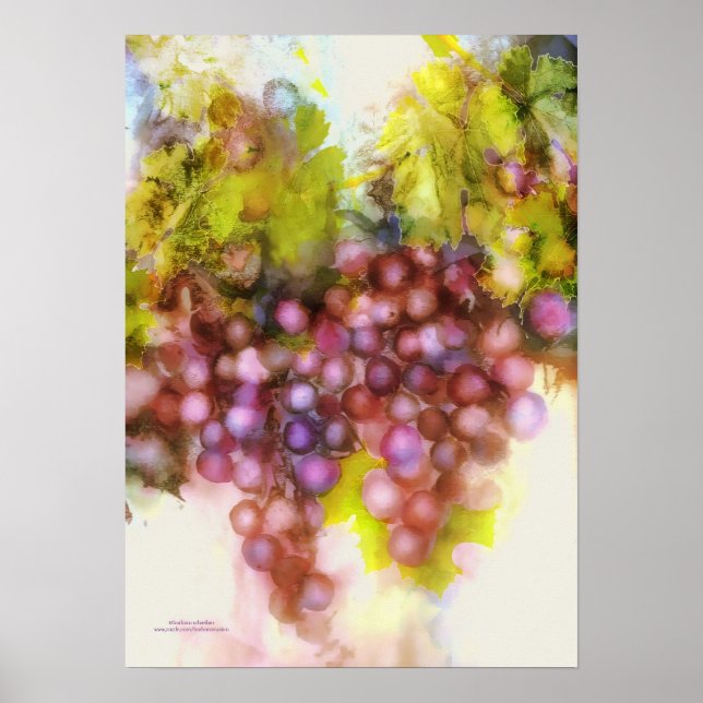 Póster uvas violetas, pintura acuarela (Frente)