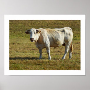 Póster Vaca Aquitaine rubia