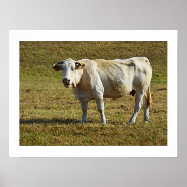 Póster Vaca Aquitaine rubia (Frente)