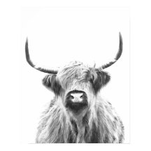 Vaca blanca y negra de montaña