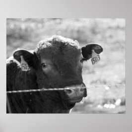 Póster Vaca blanca y negra detrás de la valla alambrada 1