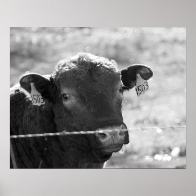 Póster Vaca blanca y negra detrás de la valla alambrada 1 (Frente)