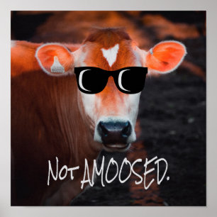 Póster Vaca con gafas de sol no es gracioso para MOO