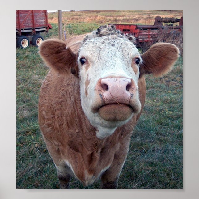 Póster Vaca curiosa (Frente)