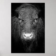 VACA DE HIGHLAND CERRADA - NEGRO Y BLANCO