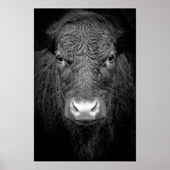 PÓSTER VACA DE HIGHLAND CERRADA - NEGRO Y BLANCO (Frente)