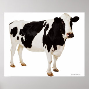 Póster Vaca de Holstein (Bos taurus)
