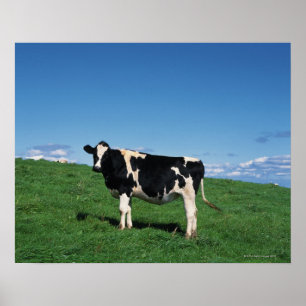 Póster Vaca de Holstein que se coloca en el campo,