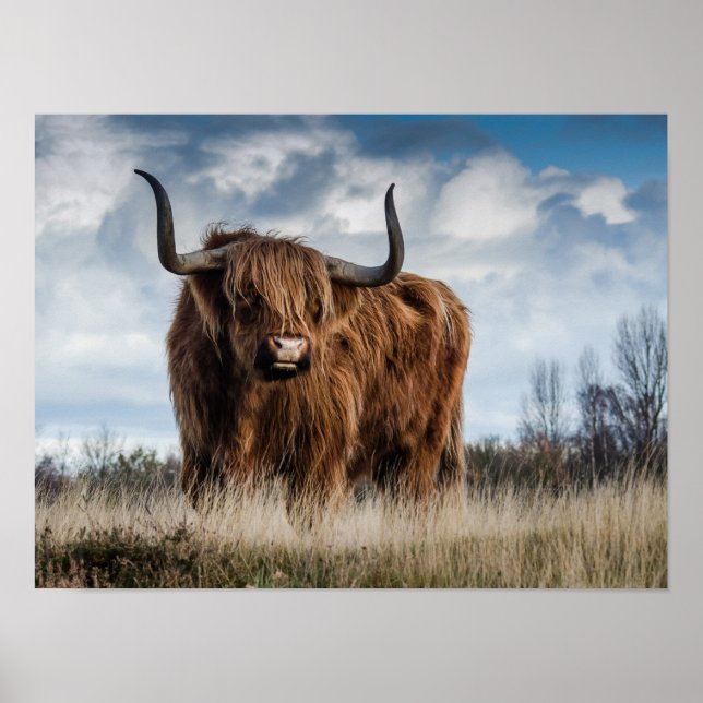 Póster Vaca de las Tierras Altas de Escocia (Frente)