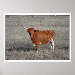 Póster Vaca de Longhorn en Pastor