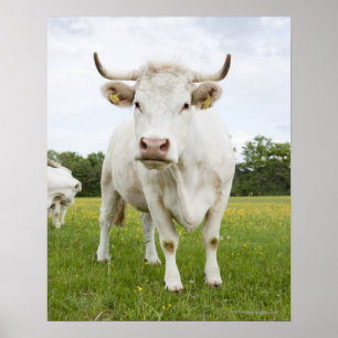 Póster Vaca de pie en un campo de hierba