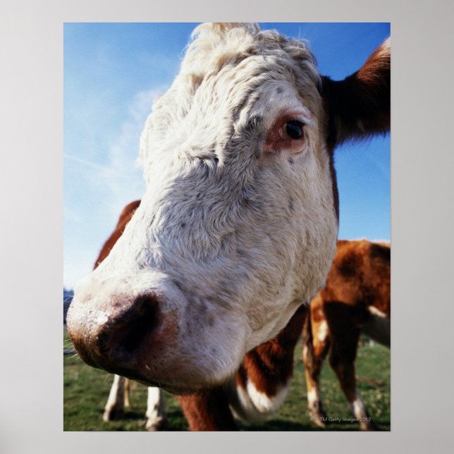 Póster Vaca en el campo, cierre (Frente)